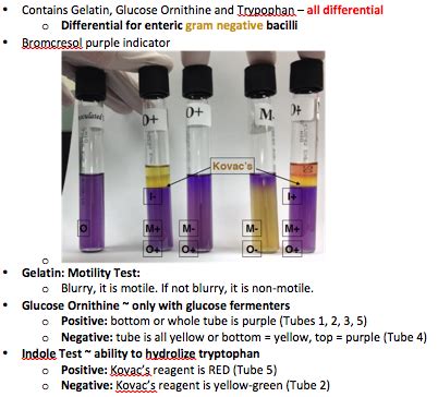 motility indole ornithine|motility indole ornithine test.